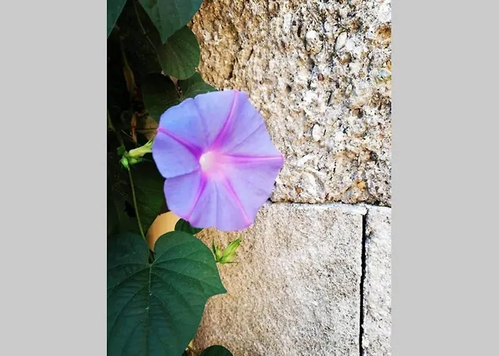 Natasha's Nest Lägenhet Rhodes City