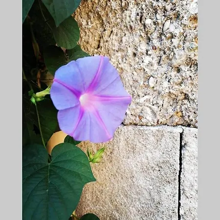 Natasha's Nest アパート Rhodes City